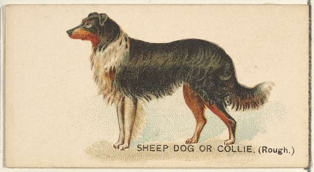 An old drawing of a rough collie