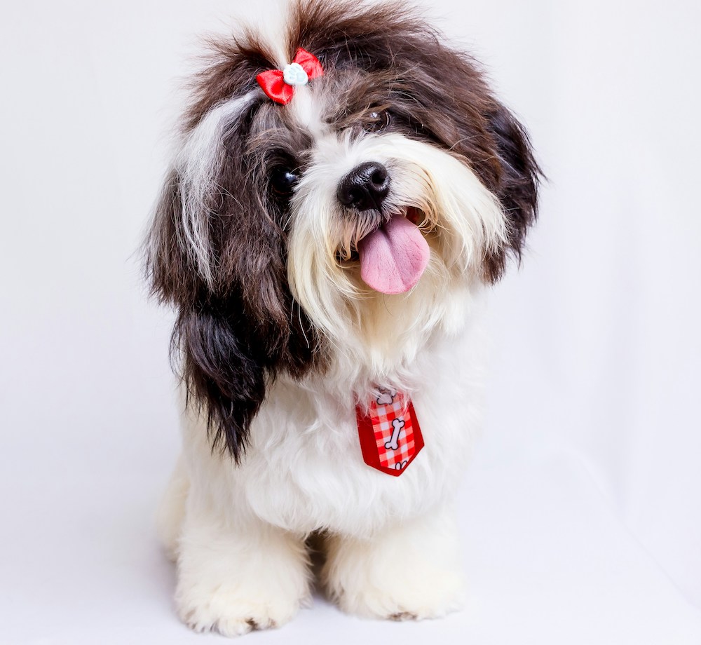 A shih tzu with its head cocked to the side