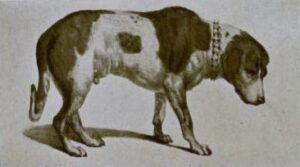 A drawing of Barry the St. Bernard