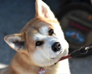 An Akita on a leash