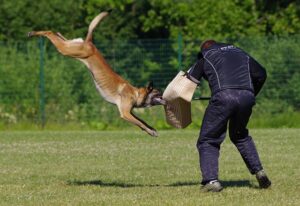 A Belgian Malinois being trained while biting an arm pad.