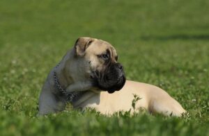 A Bullmastiff laying down in the grass