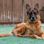 A german shepherd sitting