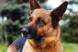 A German Shepherd