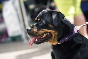 A Rottweiler on a leash