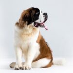 A St. Bernard sitting