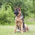 A German shepherd sitting in the grass.