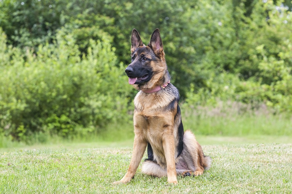 A German shepherd sitting in the grass.