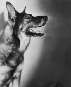 A black and white image of Rin Tin Tin from 1929.